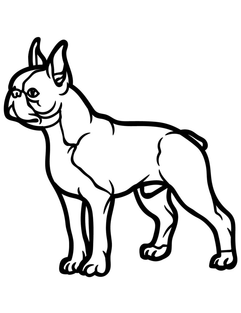 27 Beautiful Boston Terrier Coloring Pages My Favorite Coloring Pages