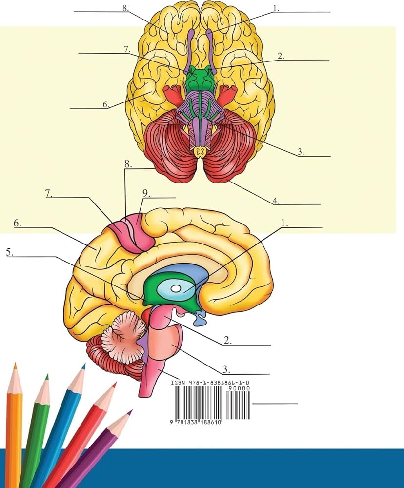 Amazon Neuroanatomy Coloring Book Incredibly Detailed Self Test Human Brain Coloring Book For Neuroscience Perfect Gift For Medical School Students Nurses Doctors And Adults 9781838188610 Academy Anatomy Books