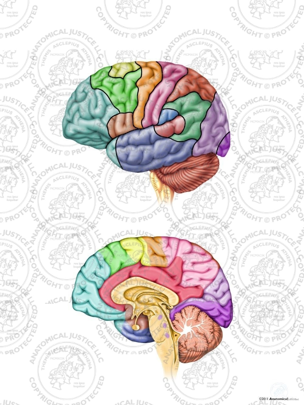 anatomy of the brain coloring