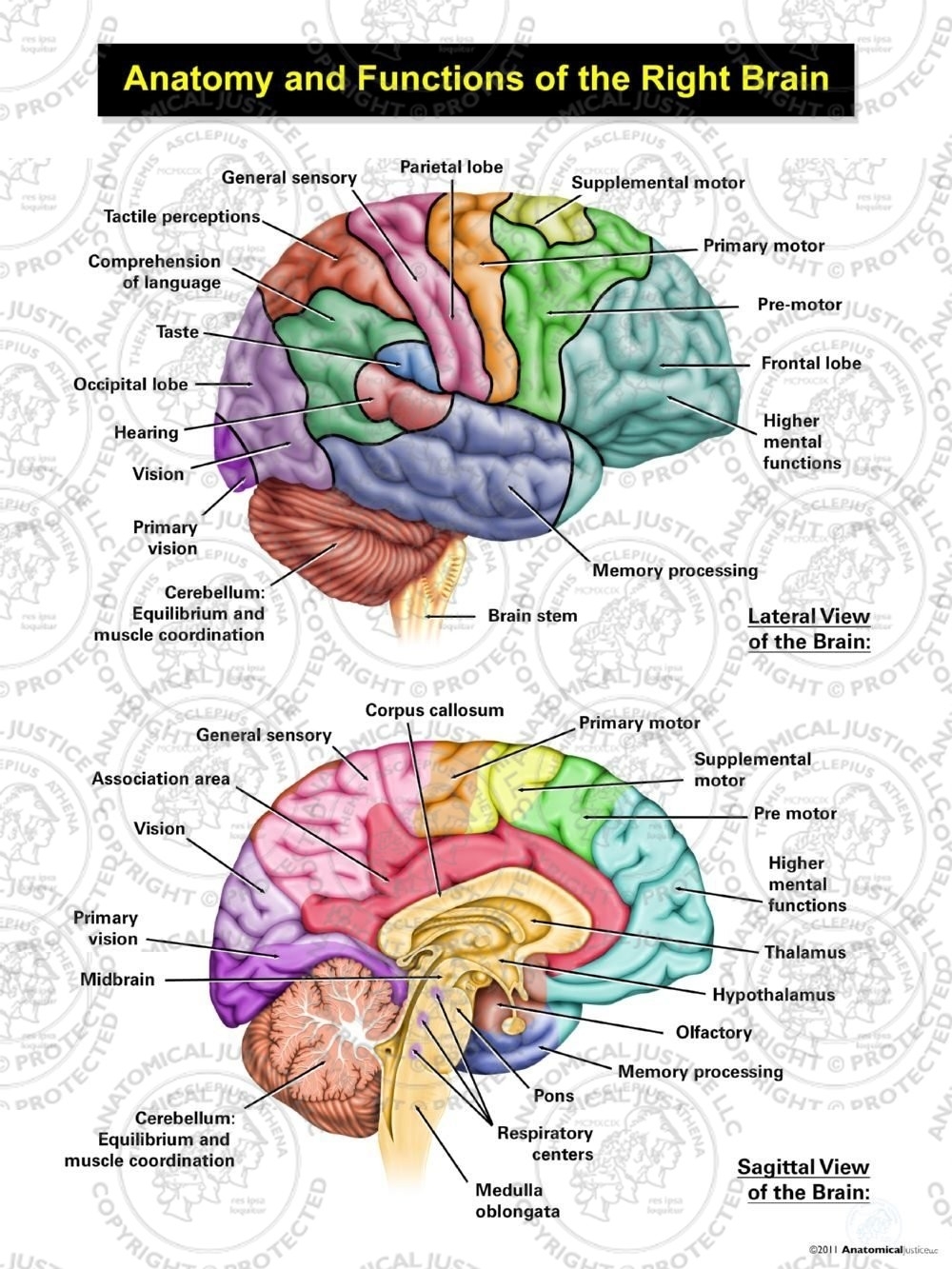 Anatomy And Functions Of The Right Brain Anatomical Justice
