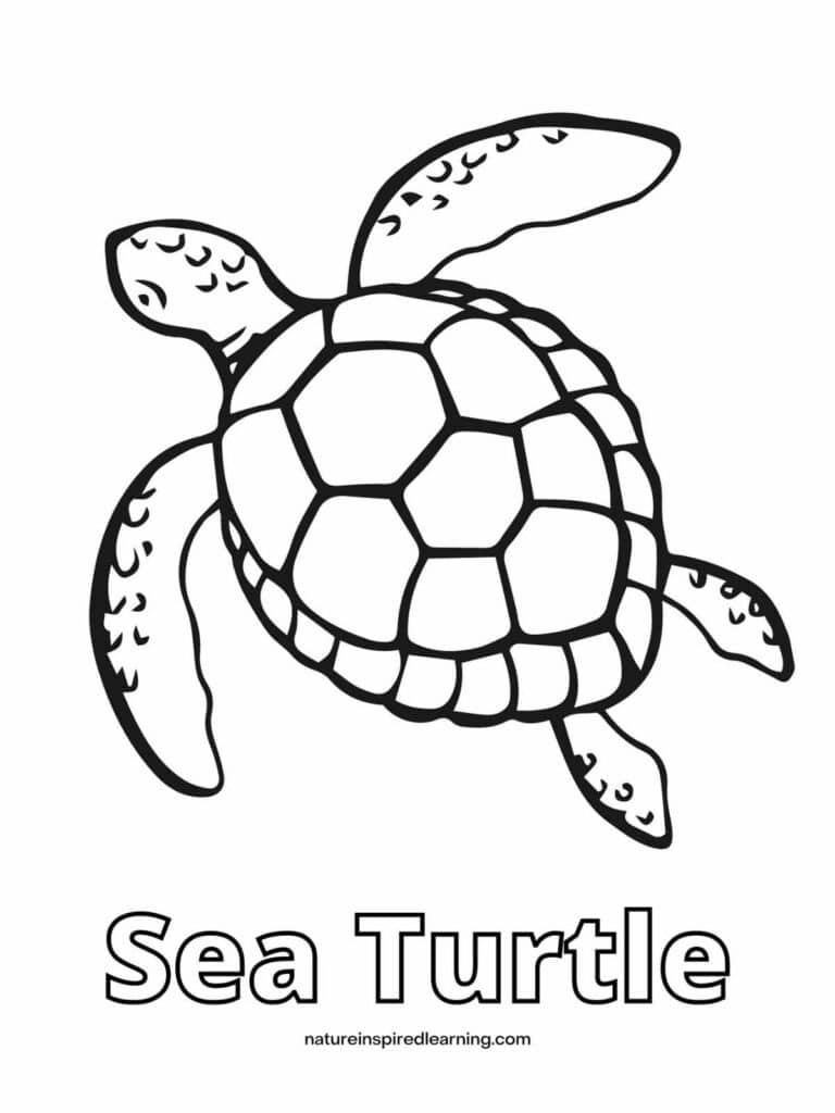 Beautiful Sea Turtle Coloring Pages Nature Inspired Learning