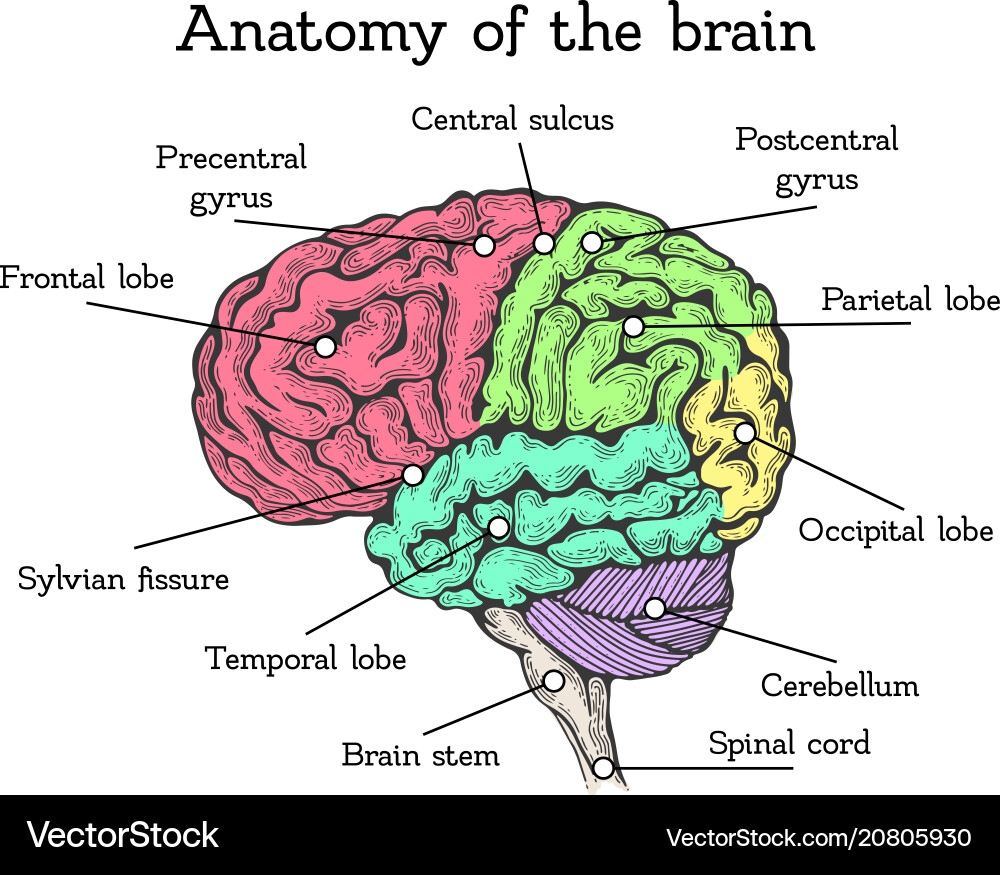 Brain Anatomy Color Scheme Royalty Free Vector VectorStock