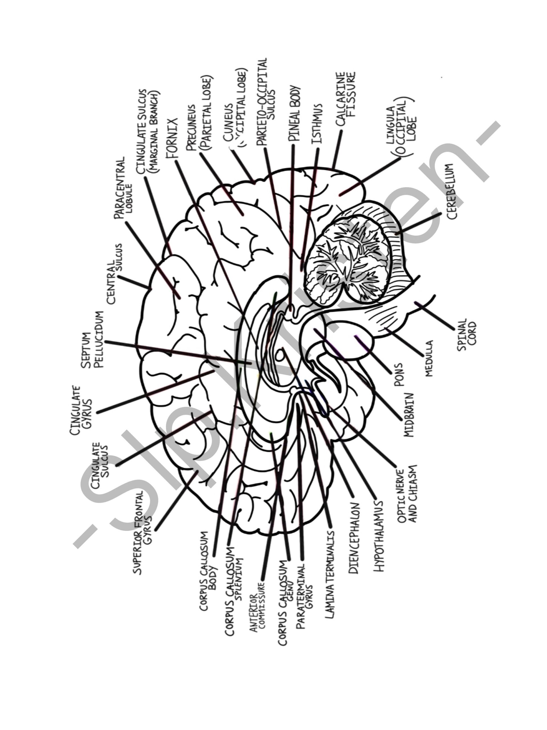 Brain Anatomy Coloring Book Etsy Denmark