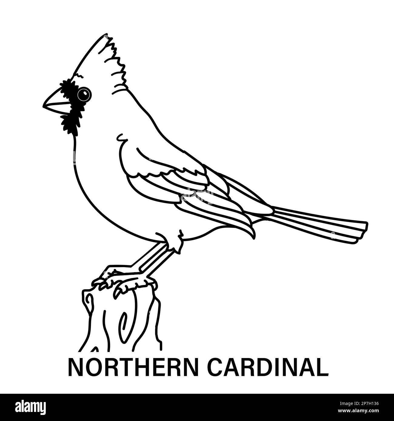 Cardinal Bird Coloring Page Black And White Stock Photos Images Alamy