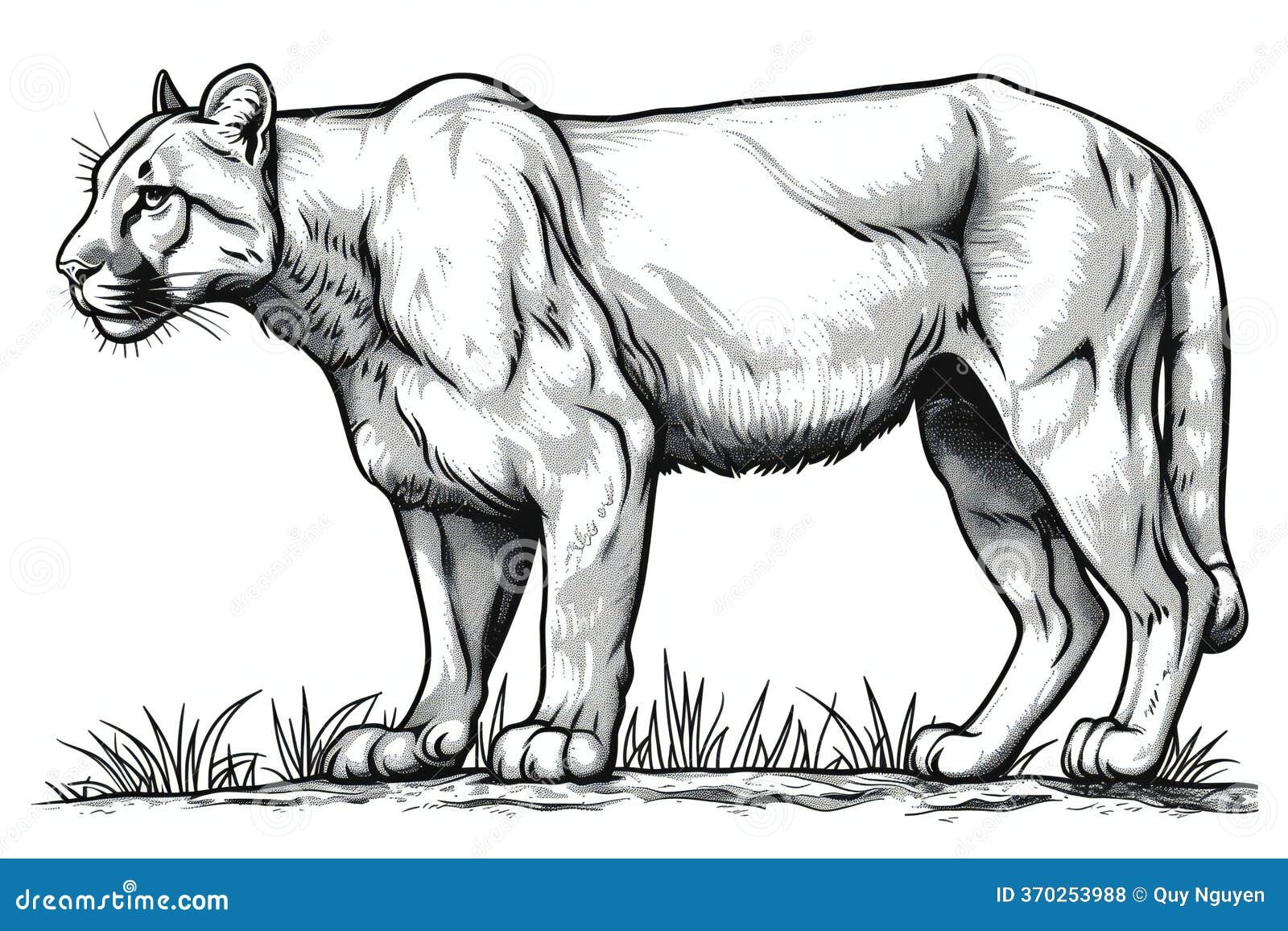 Coloring Page Of A Cougar Puma Mountain Lion Monochrome Lineart Outline Stock Illustration Illustration Of Coloring Lion 370253988