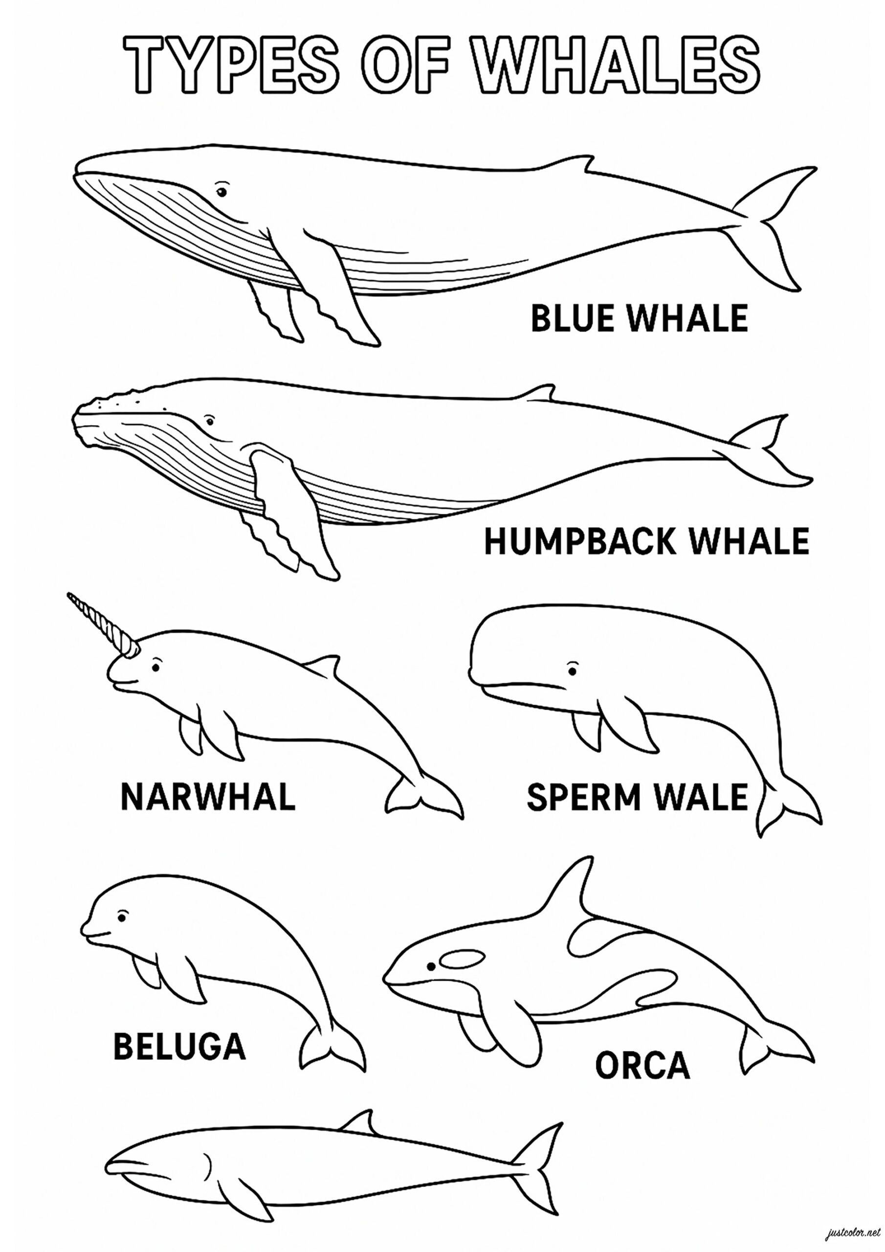 Different Types Of Whales Whale Coloring Pages