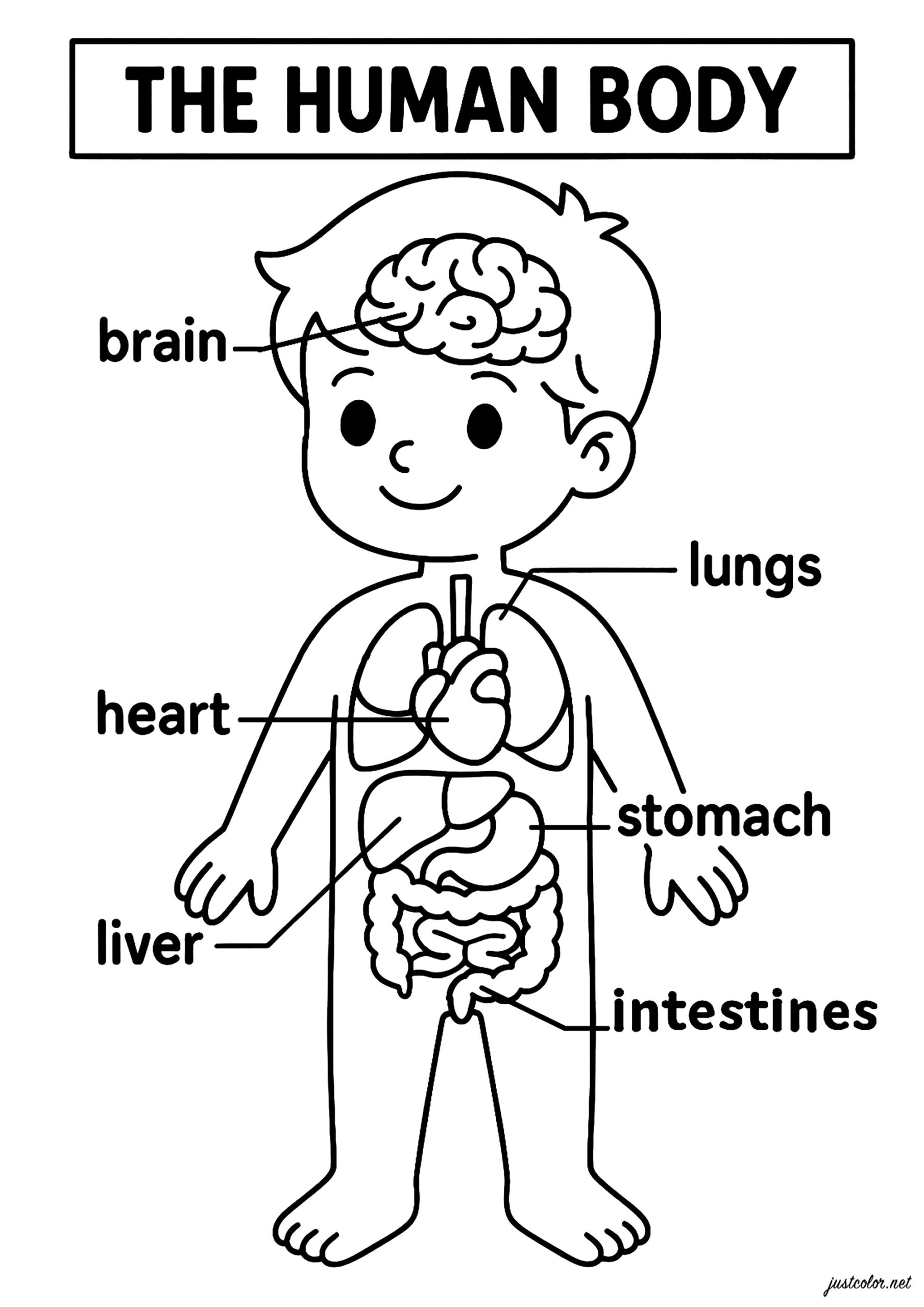 Discover The Main Organs Of The Human Body Human Body Coloring Pages