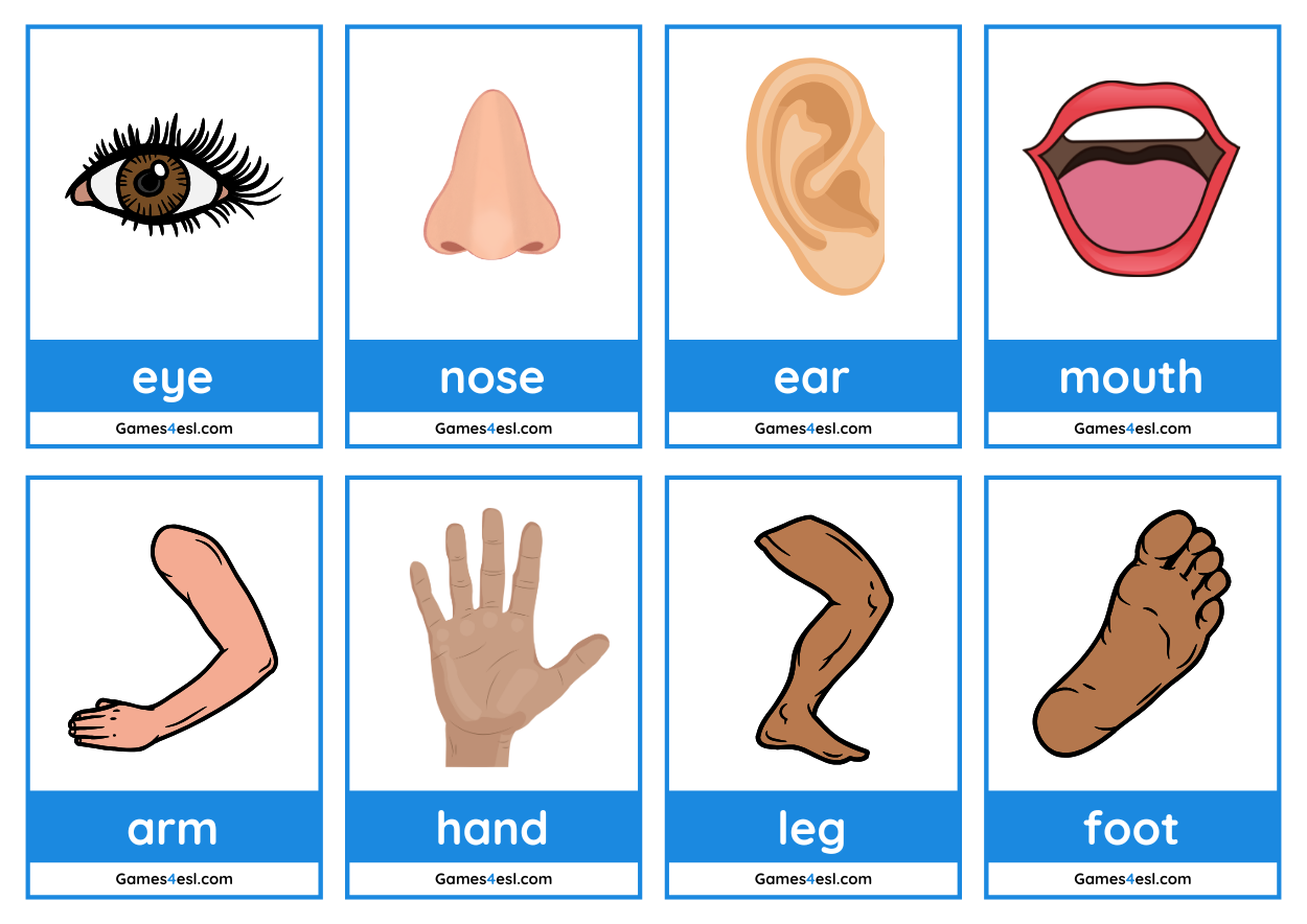 Free Body Parts Flashcards Games4esl