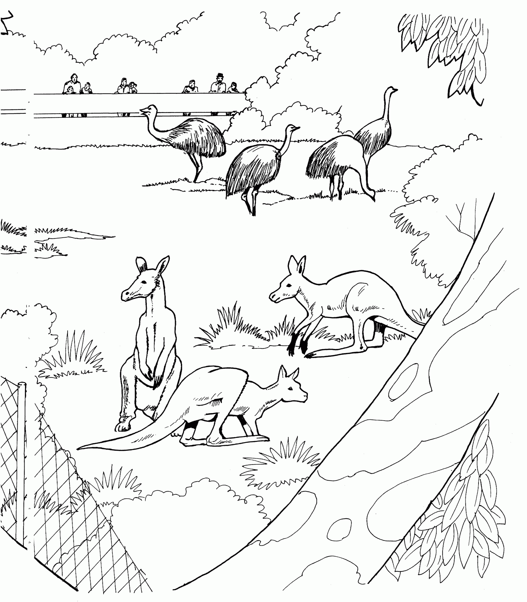 coloring pages of kangaroos