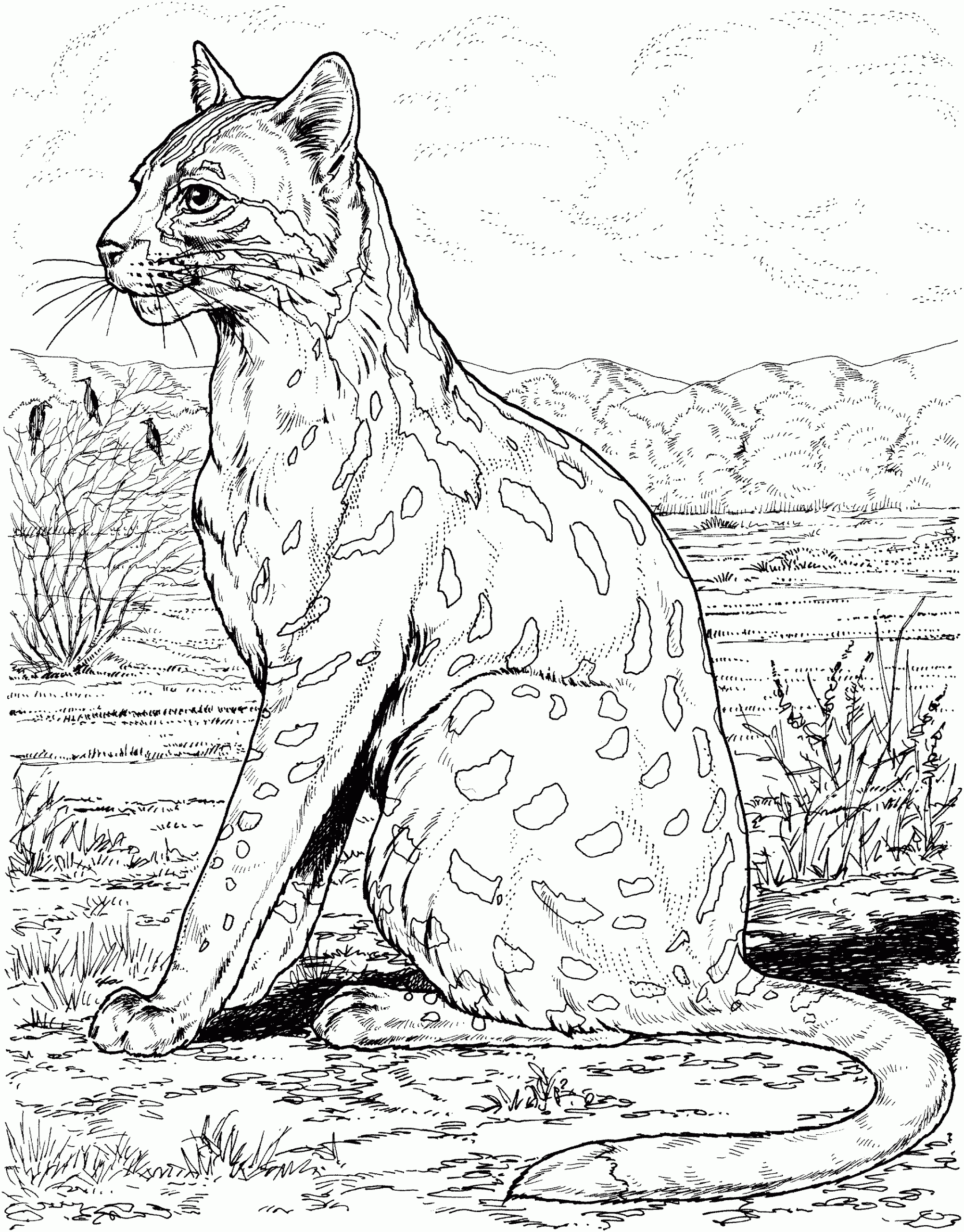 Free Leopard Coloring Pages