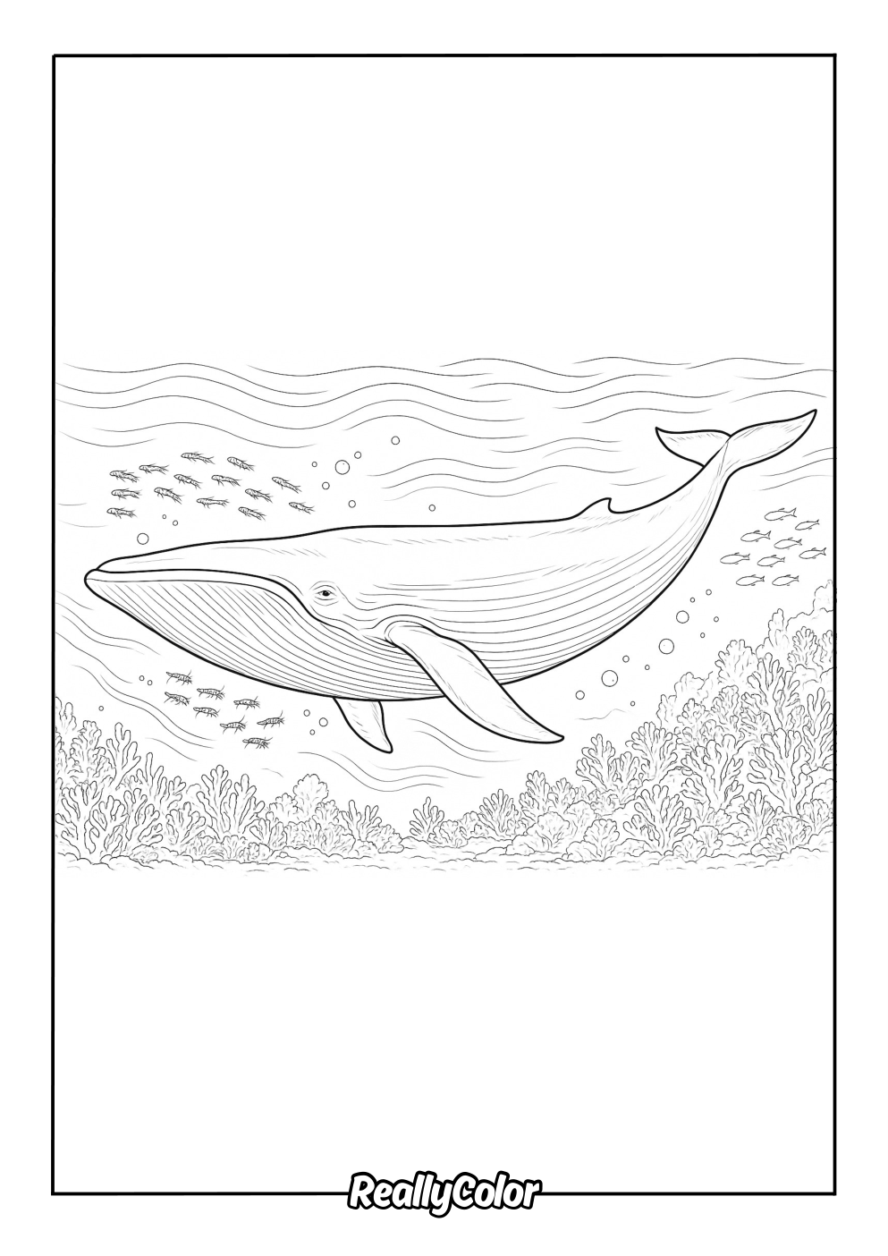 Free Printable Blue Whale Coloring Pages