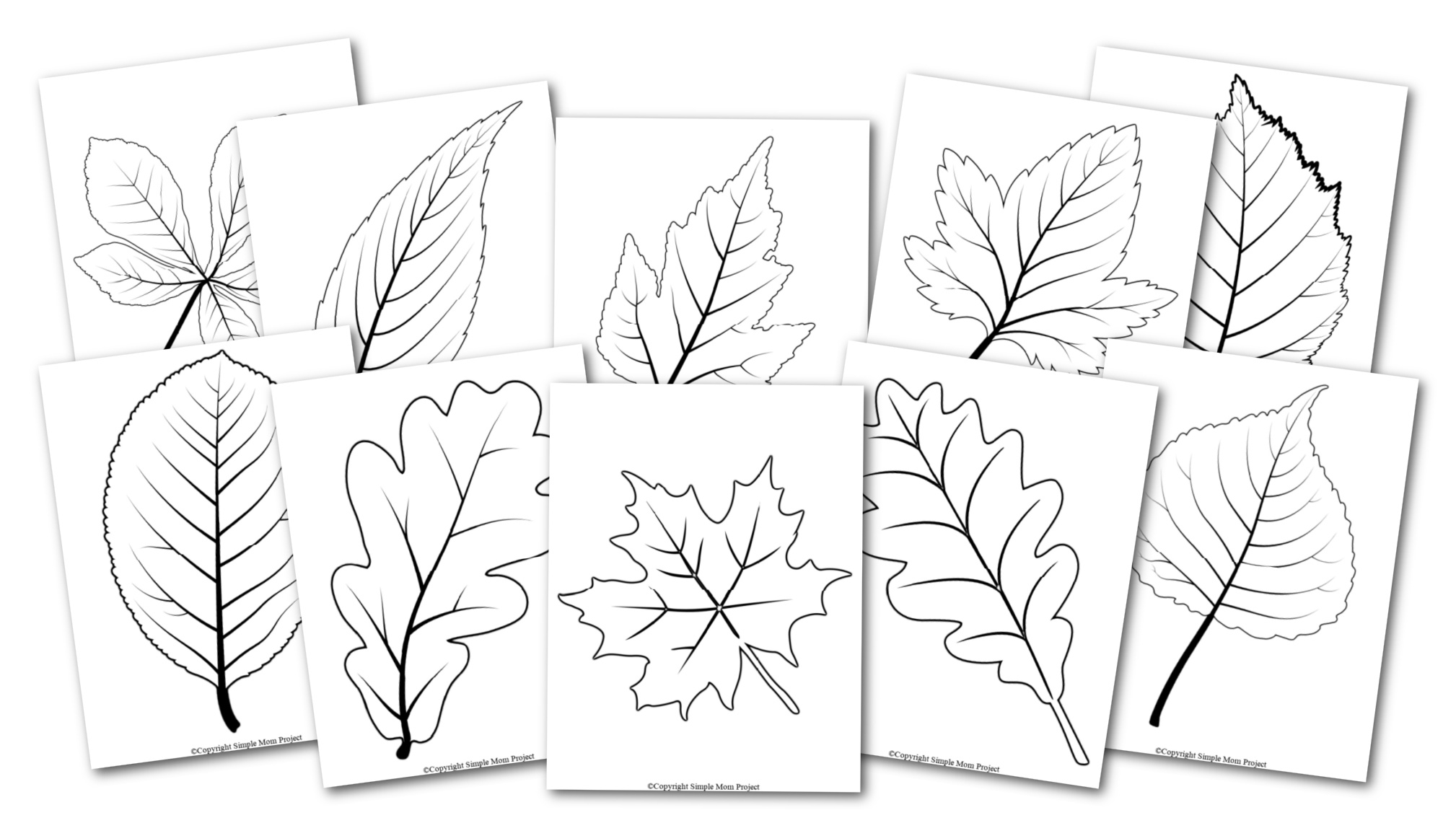 leaf template printable pdf leaf template printable pdf