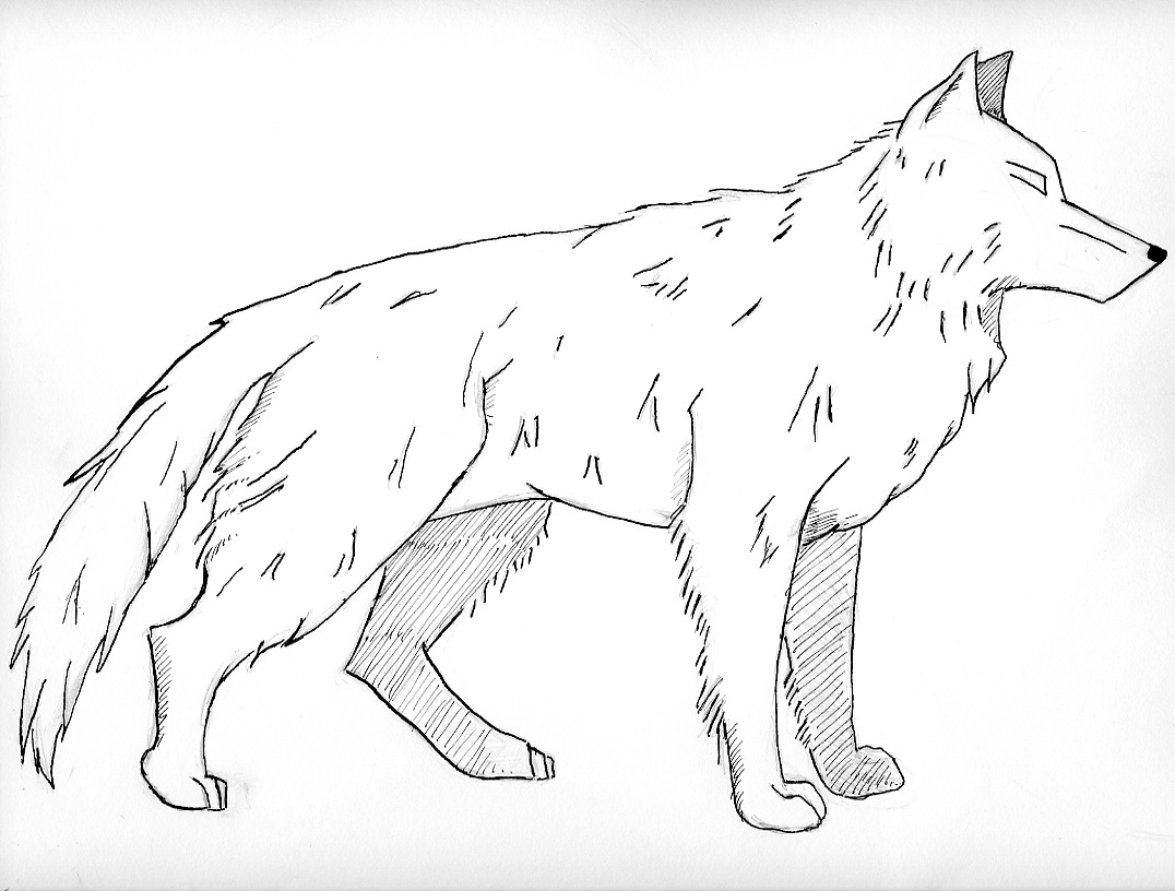 grey wolf coloring page