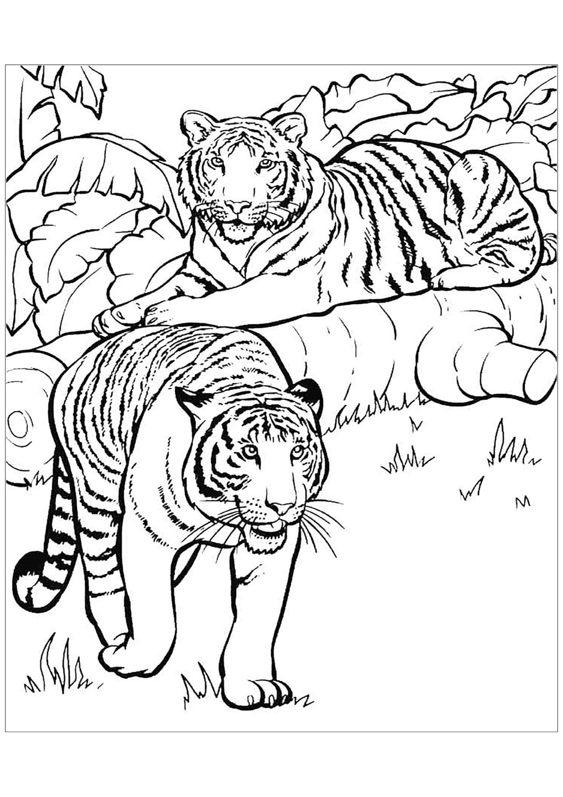 printable tiger coloring pages