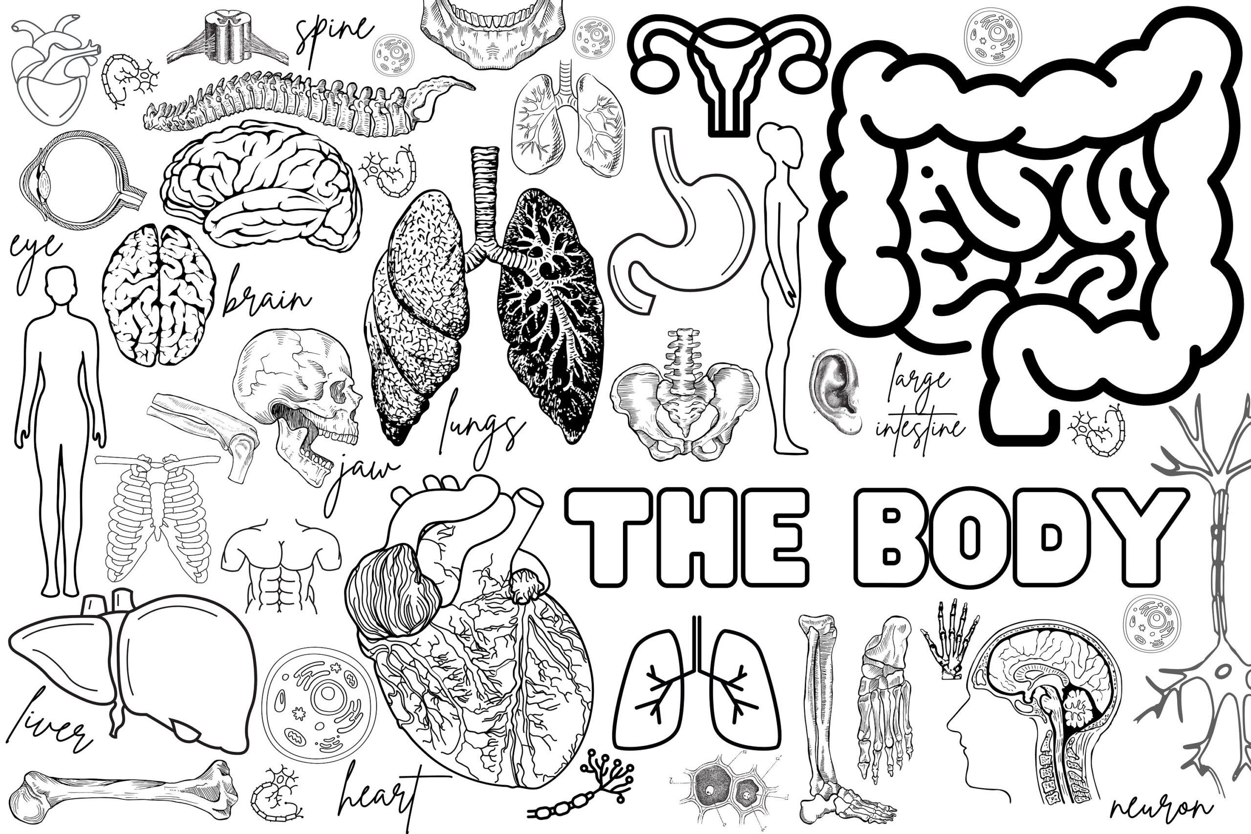 Huge Human Body Coloring Poster For Kids Adults great For Family Time Girls Boys Arts And Crafts Senior Care Facilities Schools Etsy