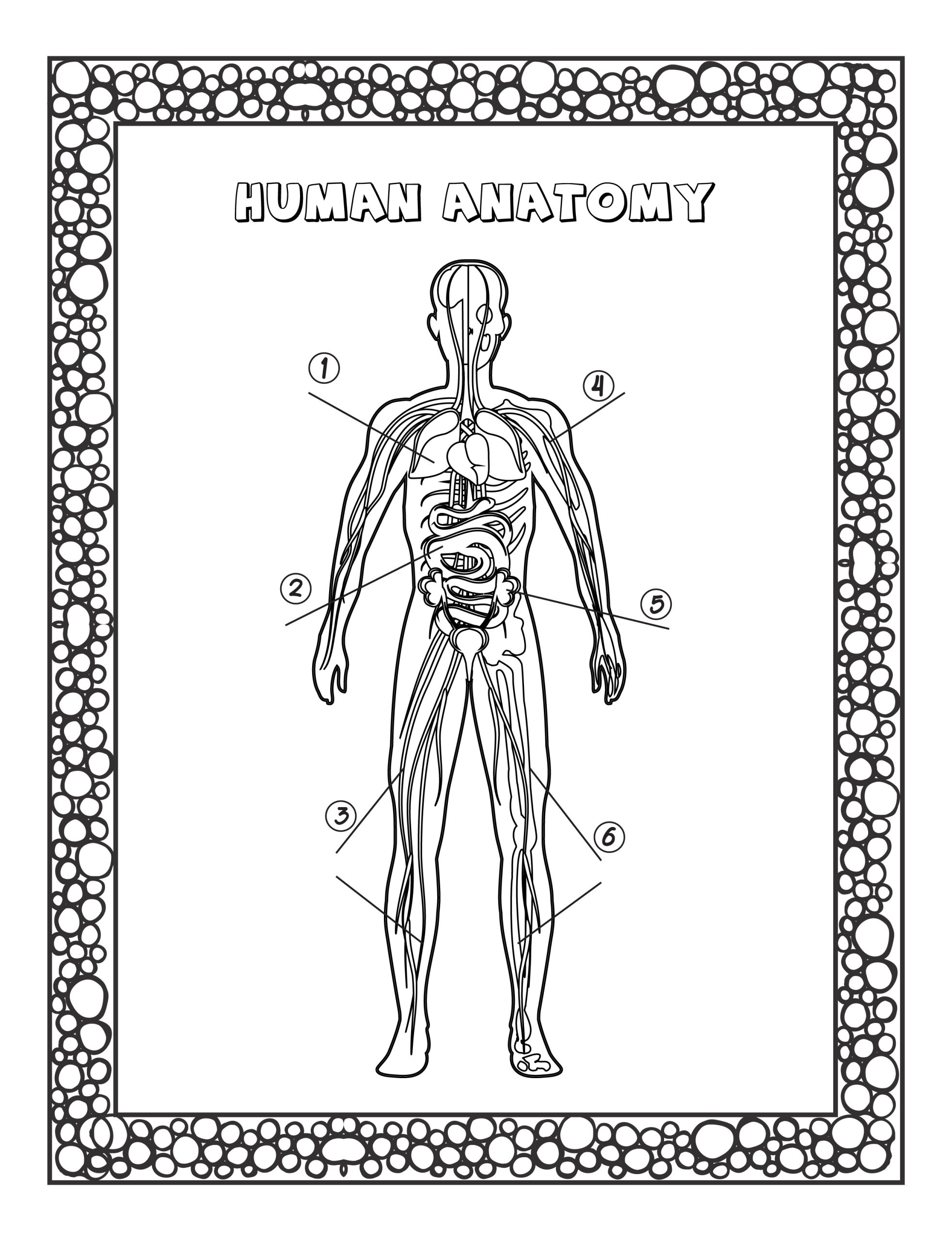 Human Anatomy Coloring Pages For Kids Learn The Body Part s Name Made By Teachers