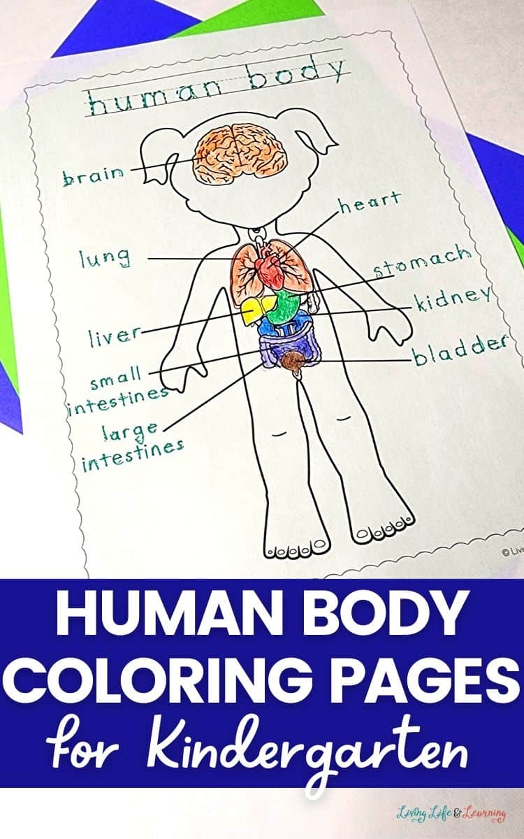 human body coloring pages