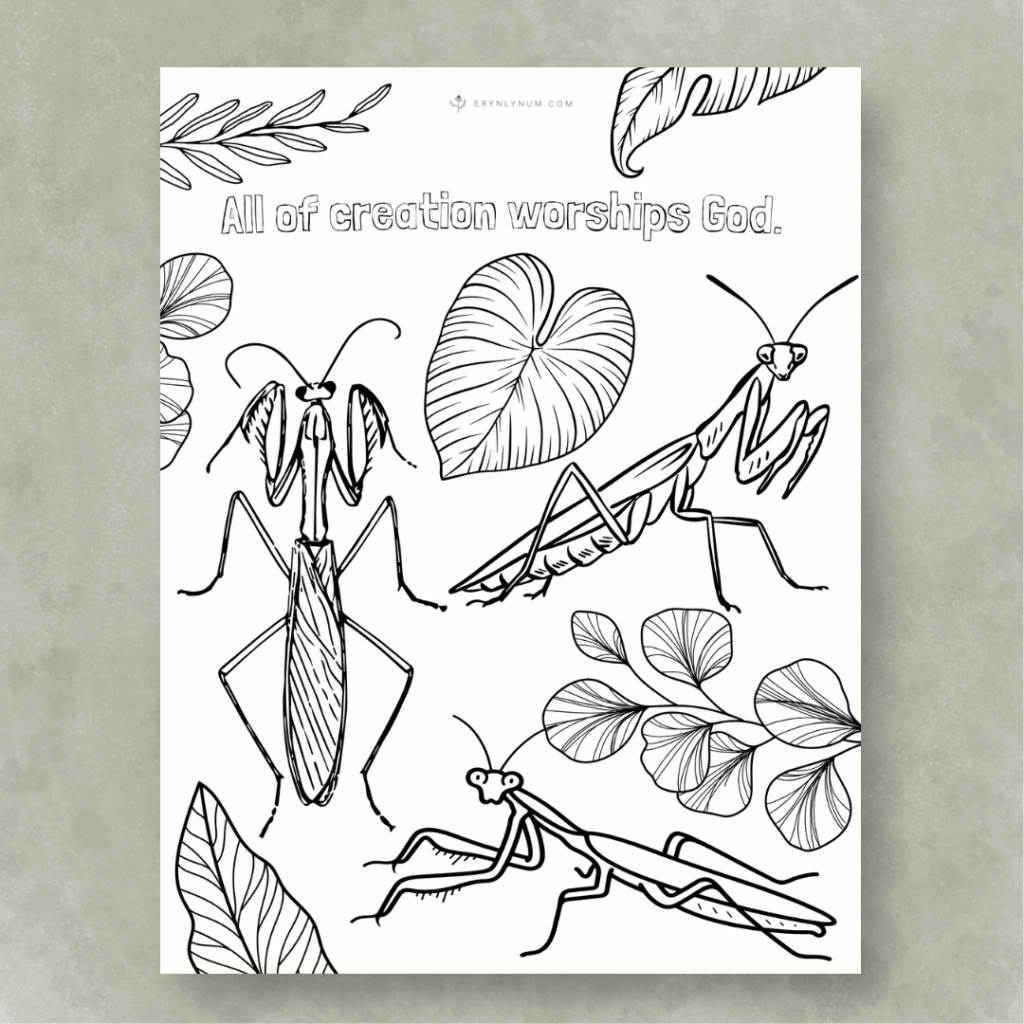 praying mantis coloring page