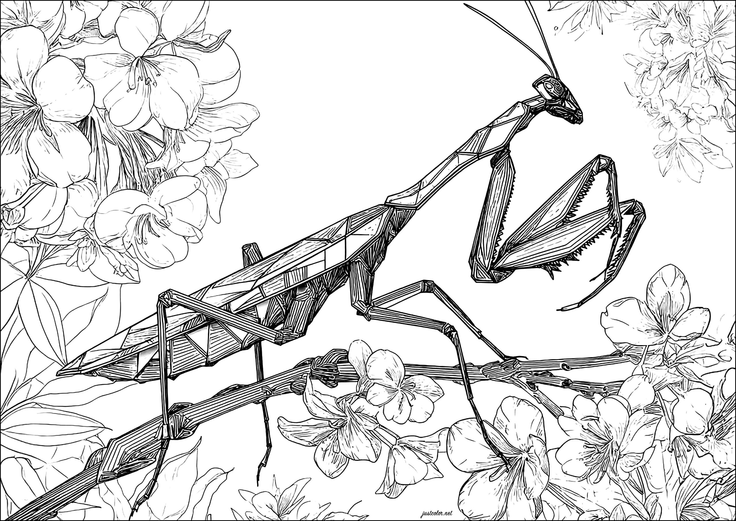 Realistic Praying Mantis Butterflies Insects Coloring Pages For Adults