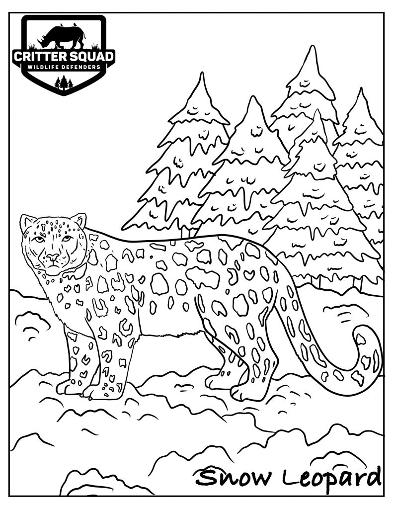 Snow Leopard Coloring Page C S W D Snow Leopard Coloring Page C S W D