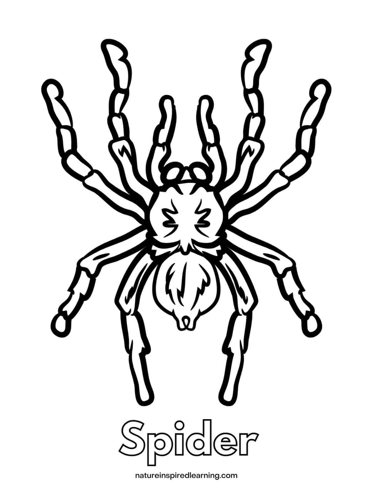 Spider Coloring Pages Nature Inspired Learning