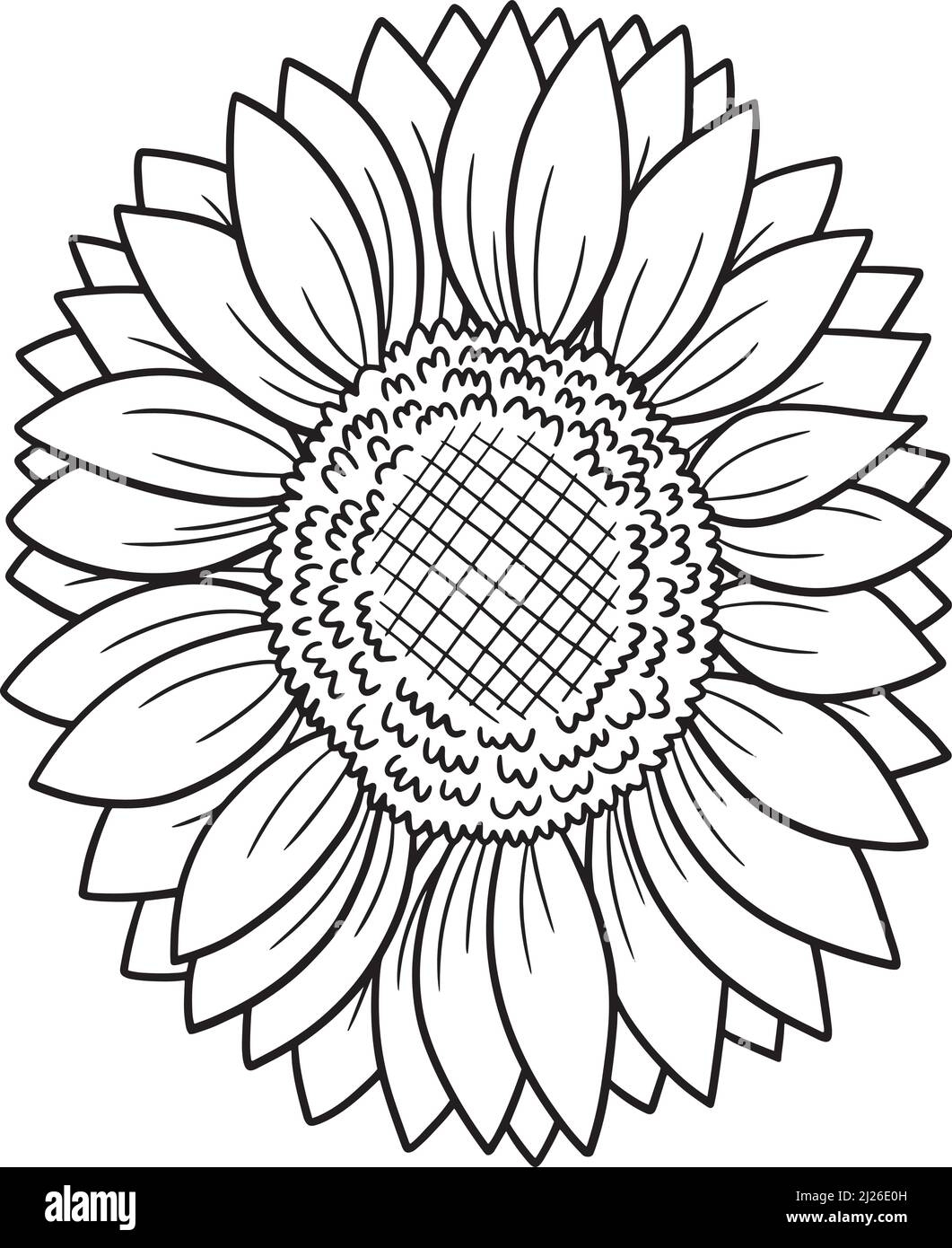 Sunflower Coloring Page For Adults Stock Vector Image Art Alamy