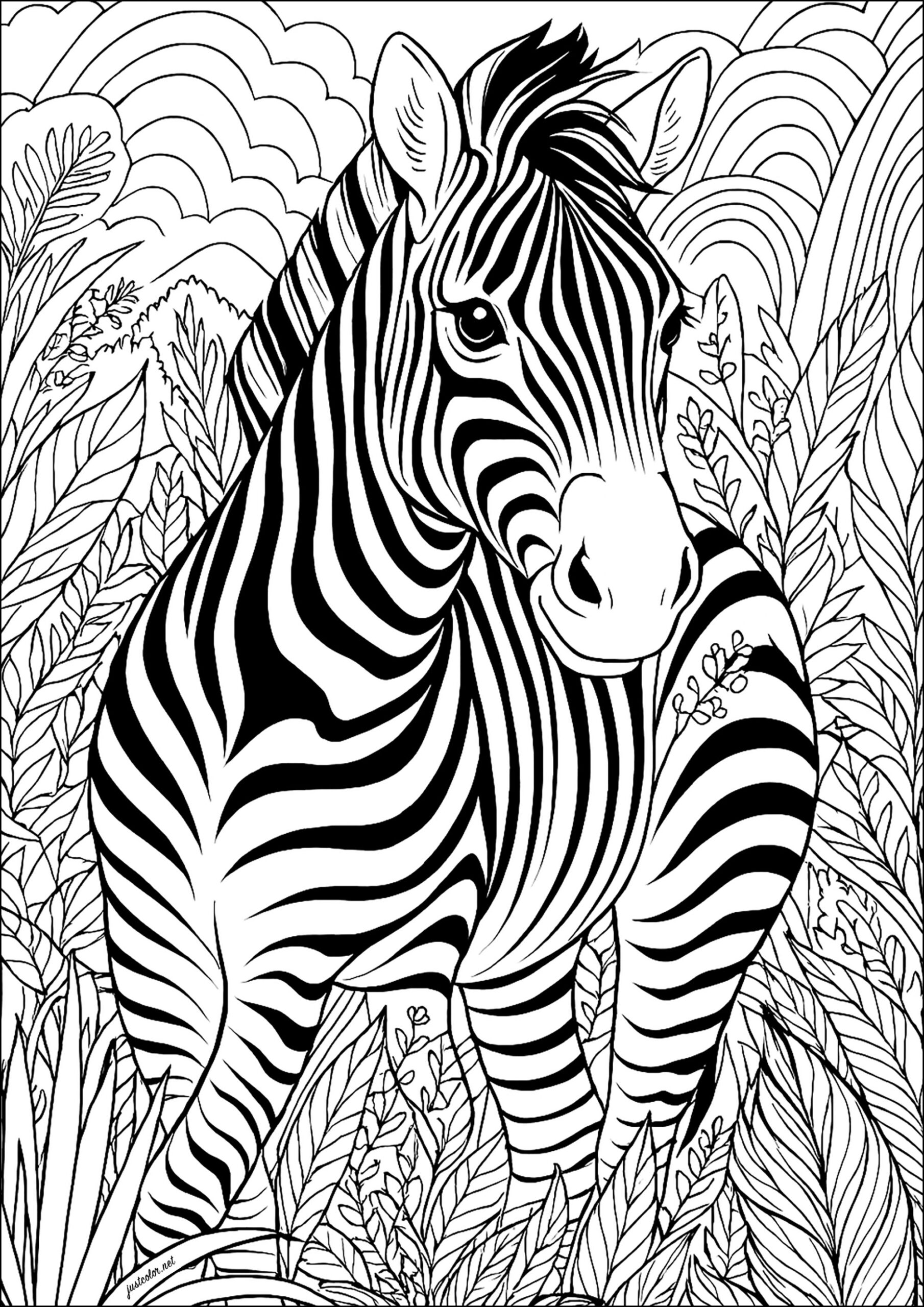 Zebra In The Vegetation Zebras Coloring Pages