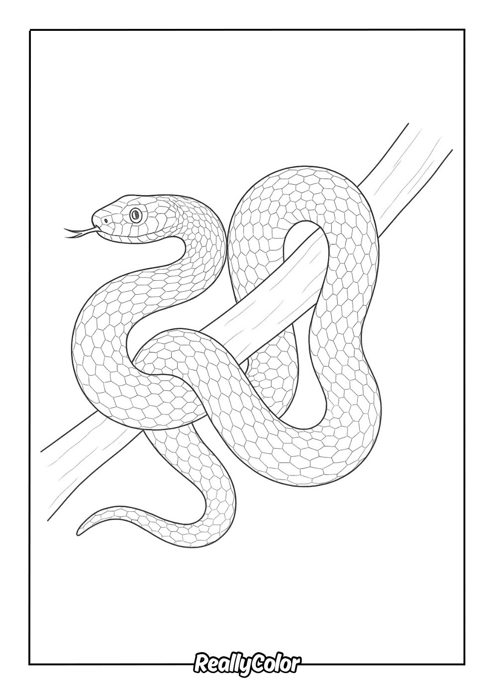 Free Printable Snake Coloring Pages